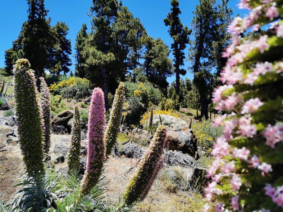 Vila La Terraza De Juana Santa Cruz de la Palma  Exteriér fotografie